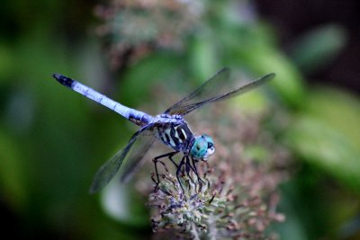 Blue Dasher