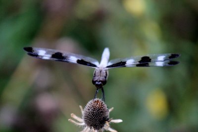  Twelve-spotted Skimmer