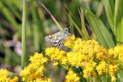 Hesperia juba