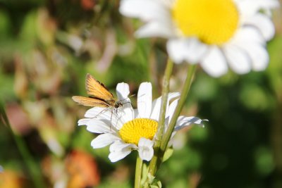 Thymelicus lineola