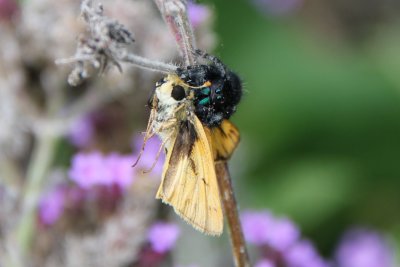 The Fiery Skipper and the Spider