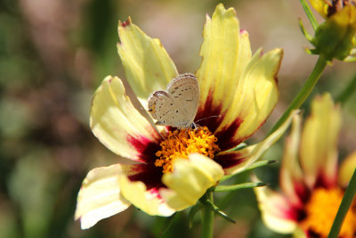 Eastern Tailed Blue on Coreopsis