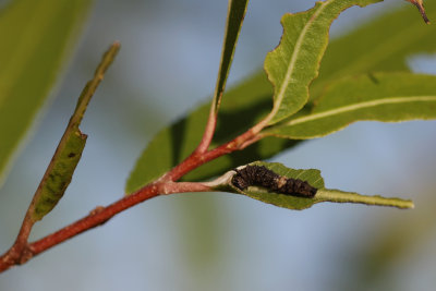 Viceroy caterpillar 