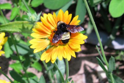 Bumble bee on Gallardia