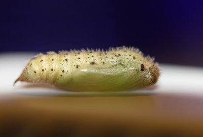 Common Checkered-Skipper Chrysalis