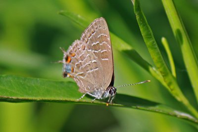 Striped Hairstreak