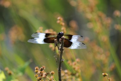 Dragonflies