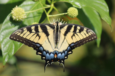 Eastern Tiger Swallowtail female