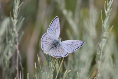 Lycaena heteronea