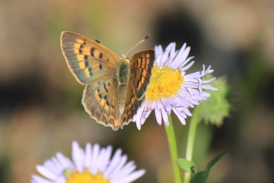 Lycaena helloides