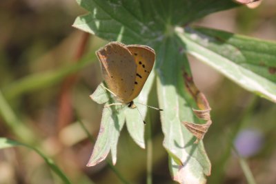 Lycaena helloides