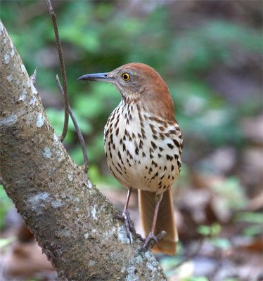 Brown Thrasher