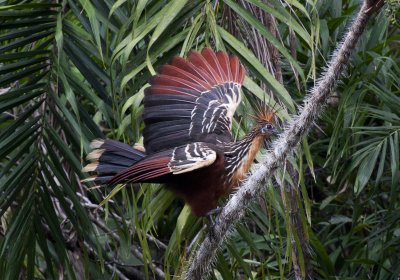 Hoatzin