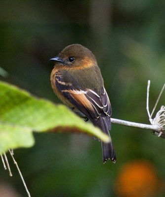 Cinnamon Flycatcher