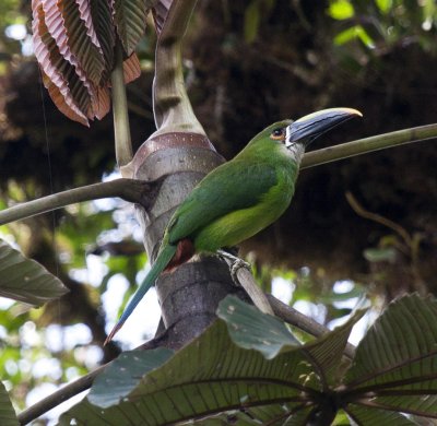 Emerald Toucanet