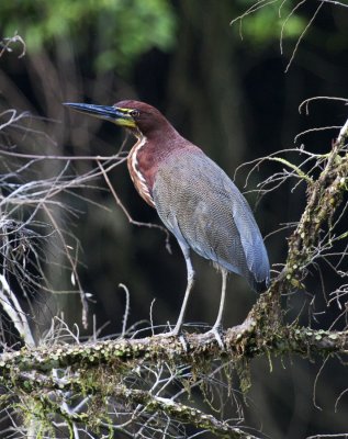 Rufescent Tiger-heron