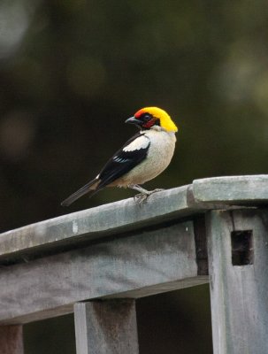 Flame-faced Tanager