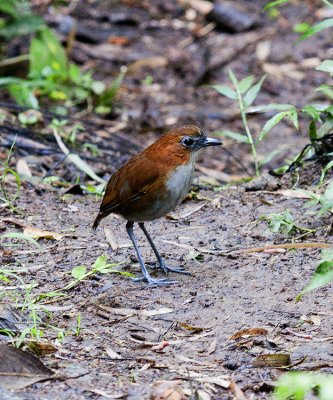 White-bellied Antpitta