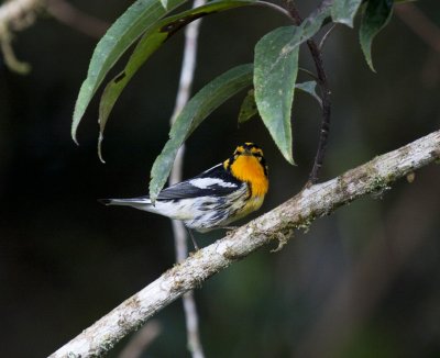Blackburnian Warbler