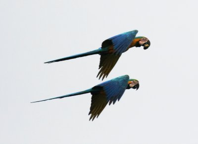 Blue and yellow Macaws