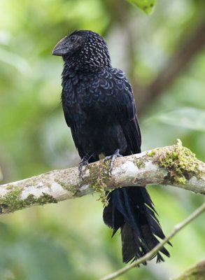Smooth-billed Ani