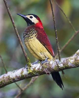 Crimson-mantled Woodpecker