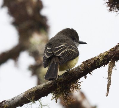 Pale-edged Flycatcher