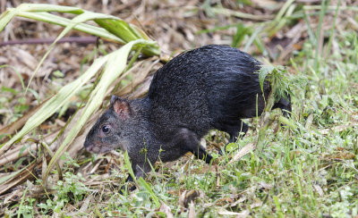 Black Agouti