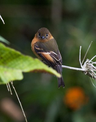 Cinnamon Flycatcher