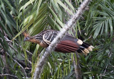 Hoatzin