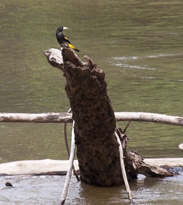 Yellow-rumped Cacique