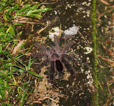 tarantula.jpg
