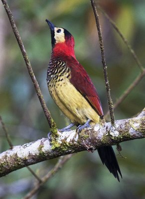 Crimson-mantled Woodpecker