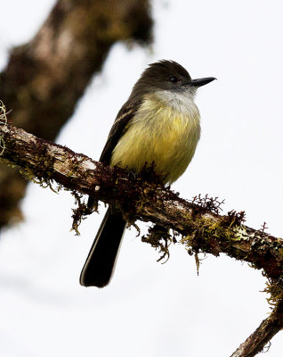 Pale-edged Flycatcher