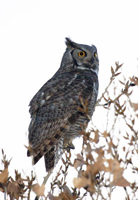 Great Horned Owl
