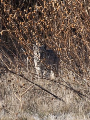 Bobcat