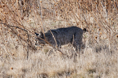 Bobcat