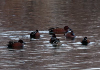 Cinnamon Teals