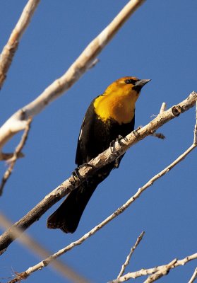 Yellow-headed Blackbird