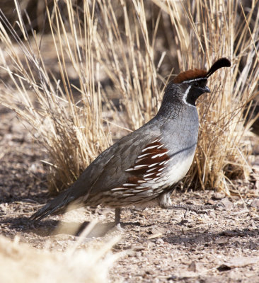 Gambel's Quail