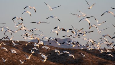 geese.jpg