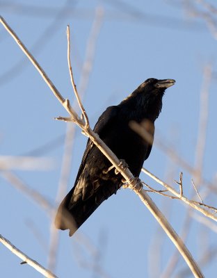 Chihuahuan Raven