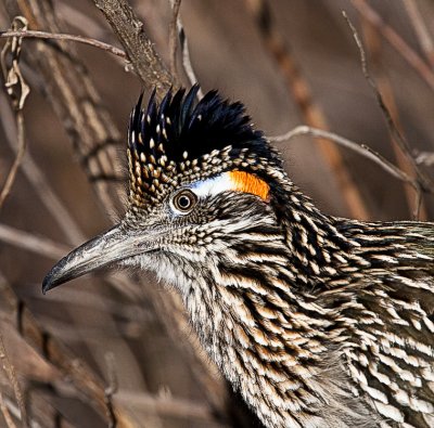 Greater Roadrunner