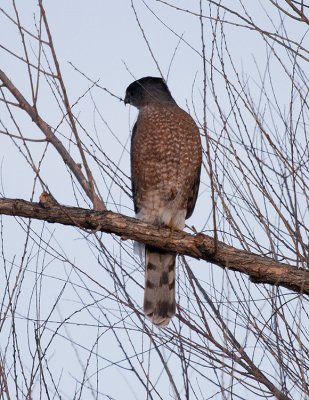 Cooper's Hawk