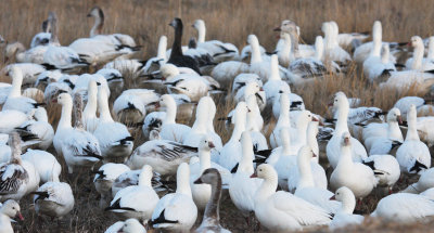 geese2.jpg