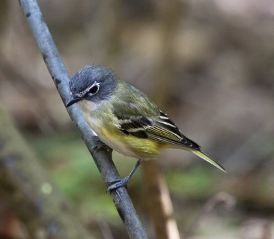 Blue-headed Vireo