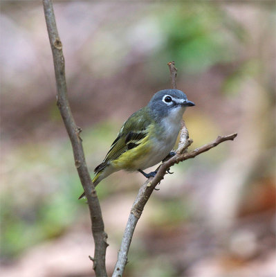 Blue-headed Vireo