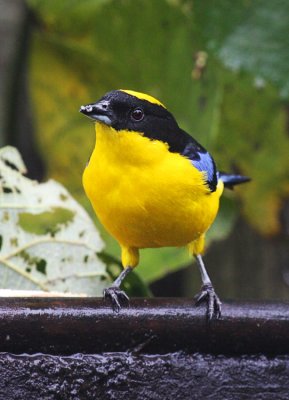 Blue-winged Mountain Tanager
