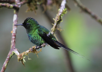 Green Thorntail Hummingbird