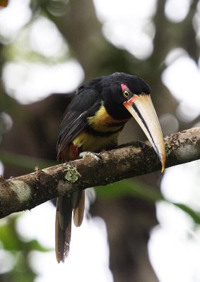 Pale-mandibled Aracari